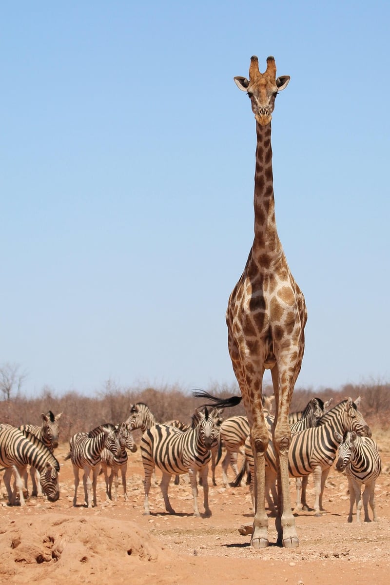 Tanzania Safari